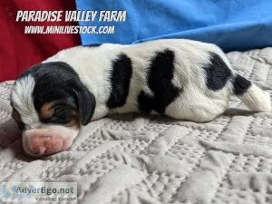 AKC Basset Hound Puppies