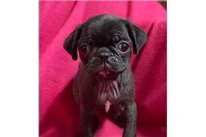 Black male neutered and fully vaccinated pug