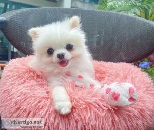 Pomeranian Puppies For A Good Homes