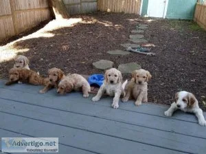 Adorable Goldendoodle Puppies