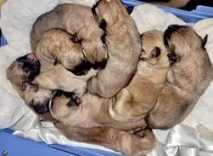 Breed and mixed breed available for sale.