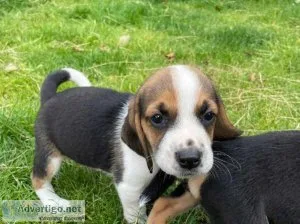7 beautiful tri coloured beagle puppies