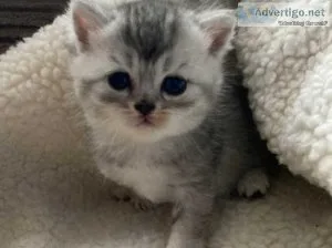 Munchkin Kittens