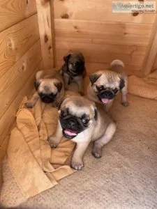 Stunning litter or pug puppy&rsquos ready to leave