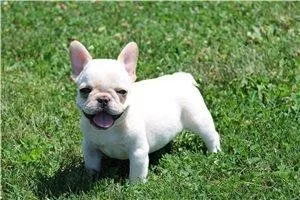 Ready to go French Bulldog Puppies