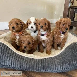 Cute Male and Female Cavapoo Puppies