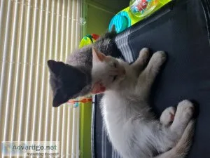 Kittens