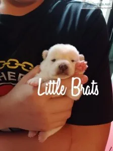 Shiba Inu Puppies