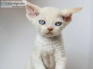 Wonderful Devon Rex kittens