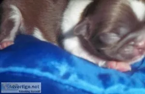 Shih Tzu Puppies and Adults