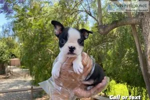 Boston Terrier Puppies