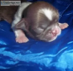 Shih Tzu Puppies and Adults