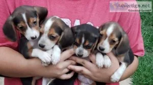 Beagle puppies