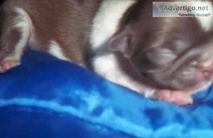 Tiny Shih Tzu Puppies