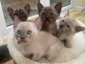 Outstanding full pedigree Burmese kittens