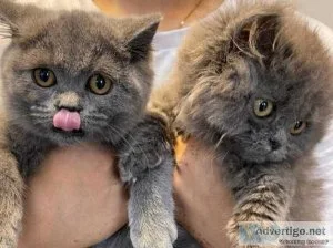 PURE British Shorthair Kittens