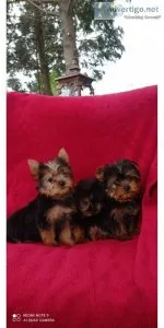 Cute male and female Yorkie puppies available