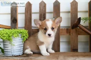 Abby -  Welsh Corgi