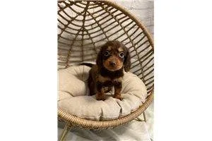 Happy and healthy gorgeous Miniature Dachshund pups available re