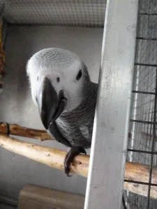 Hand Reared African Grey Baby For rehoming fee
