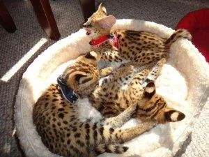Adorable Savannah kitten