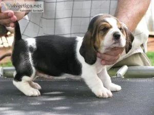 Stunning Bassett Hound Puppy