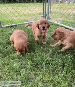 Golden Irish Retriever puppies