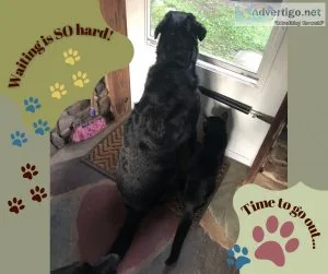 Dog Training Leash Manners