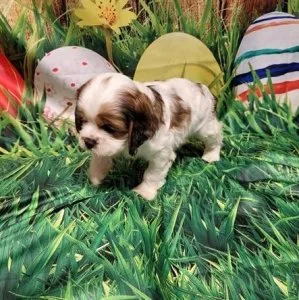Amazing Cocker spaniel puppies