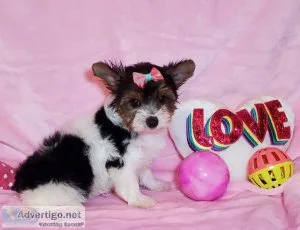Partie Yorkie Female Emily
