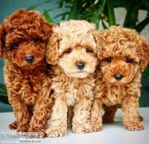 Male and female Toil Poodle puppies for pet lovers