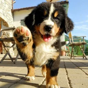 Bernese Mountain Dog Puppies