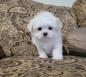 Good Maltese puppies