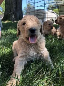 Goldendoodle Puppies