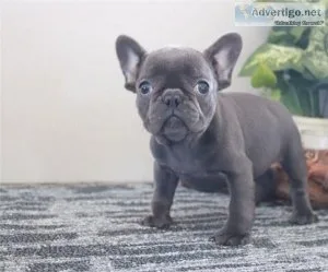 Best french bulldog puppies