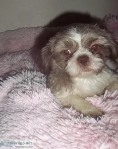 Shih Tzu Puppies and Adults