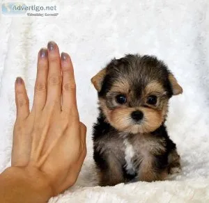 Beautiful Teacup Yorkie Puppies READY
