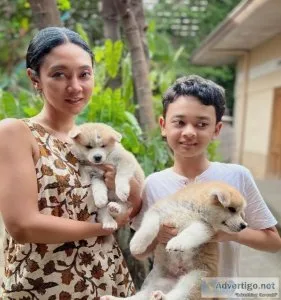 Shiba Inu Puppies Now Ready For Adoption