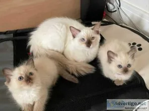 Sepia Ragdoll kittens with champion boodlines