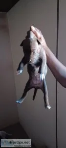 Pit bull puppies for sale full blooded