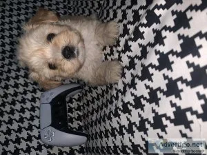 Maltipoo puppy
