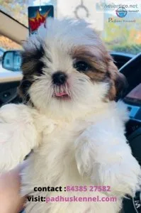 Buy shih tzu puppy in indiay