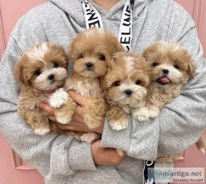 Beautiful Maltipoo puppies