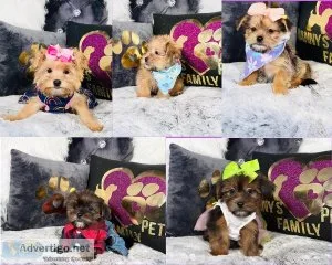 Shorkie Tzu Puppies