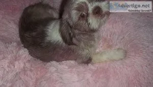 Shih Tzu Puppies and Adults
