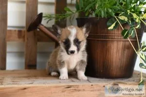 Little Johnny - Welsh Corgi