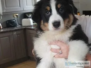 Australian shepherd puppies