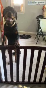6 month old male Rottweiler