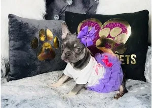 French Bulldog Puppies