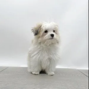 Male puppy for sale